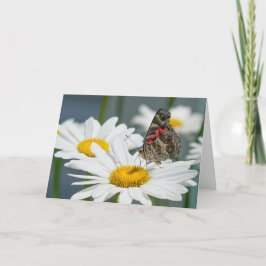 Grußkarte - Schmetterling auf einem Shasta Daisy Karte