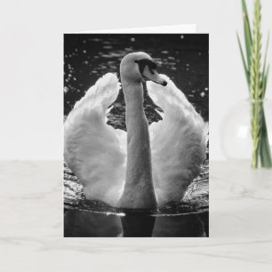 Grußkarte - Schwarz-Weiß-Foto Schwan Karte