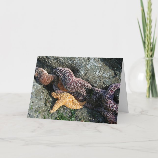 Grußkarte: Starfish Karte (Vorderseite)