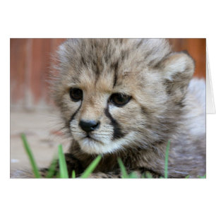 Grußkarte - Süßes Baby Gepard