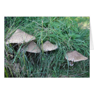 Grusskarte vier Pilzhüte, Decke