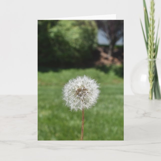 Grußkarte von Dandelion Karte (Vorderseite)