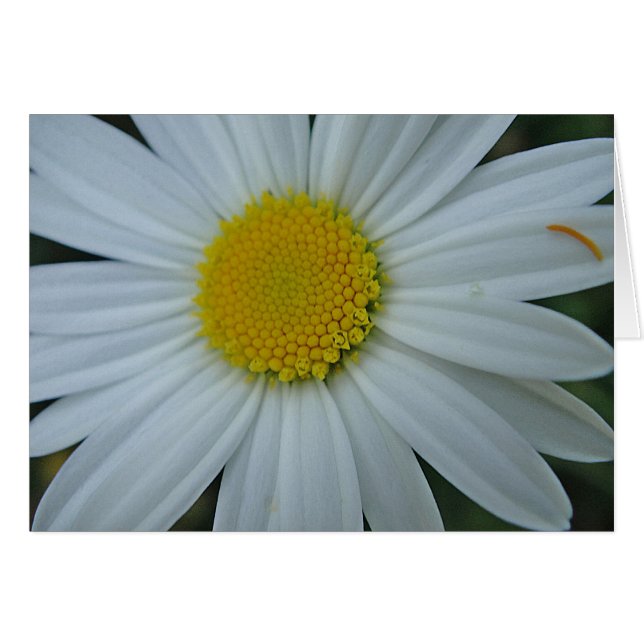 Grusskarte weiß Margerite, trübe (Vorderseite (Horizontal))