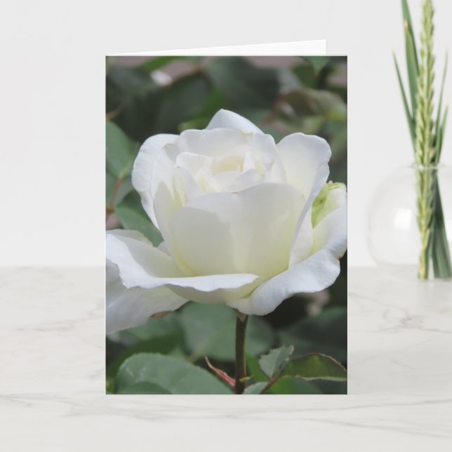 Grußkarte "White Rose" Ankündigung (Vorderseite)
