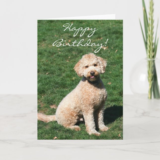 Grußkarte zum Geburtstag Mini Goldendoodle Karte (Vorderseite)