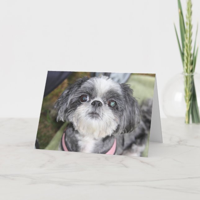 Grußkarte zum Geburtstag Shih Tzu Girl Karte (Vorderseite)