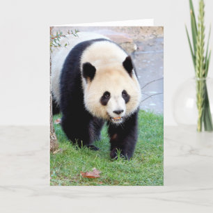 Grußkarten Foto großer Panda. Panda riesig. Karte