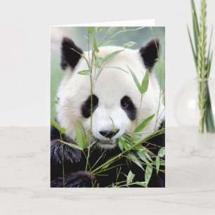 Grußkarten Foto Riesenpanda. Panda Geant. Karte