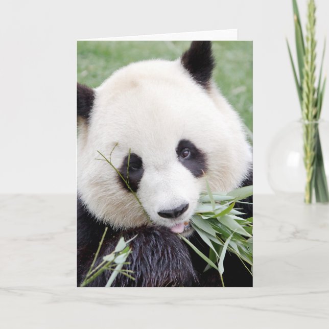 Grußkarten Foto Riesenpanda. Panda Geant. Karte (Vorderseite)