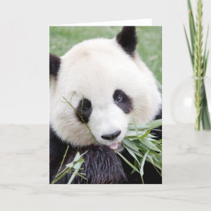 Grußkarten Foto Riesenpanda. Panda Geant. Karte