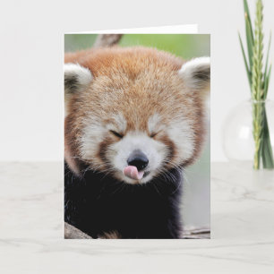 Grußkarten Foto roten Panda. Panda roux. Karte