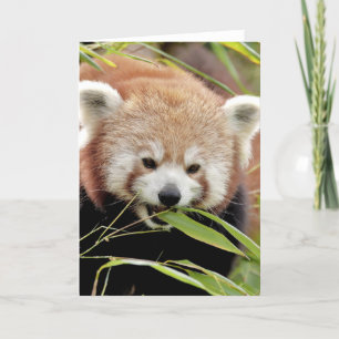Grußkarten Foto roten Panda. Panda roux. Karte