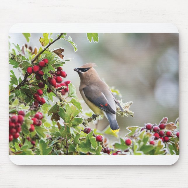Grusskarten für Wildtiere - Zeder-Waxwing Mousepad (Vorne)