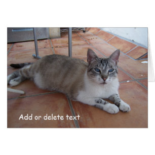 Grußkartenkatzenfotografie