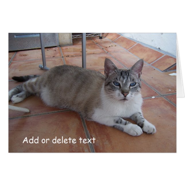 Grußkartenkatzenfotografie (Vorderseite (Horizontal))