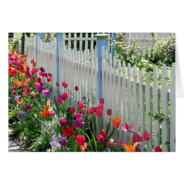 Grußkartentulips Gartweiße Zaun (Vorderseite (Horizontal))