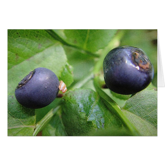 Grusszwei Waldheidelbeeren, trübe (Vorderseite (Horizontal))
