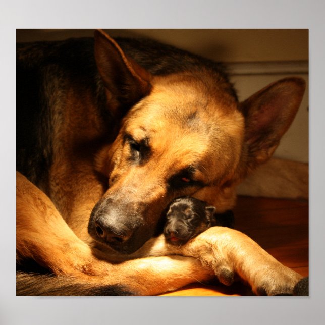 GSD-Liebe Poster (Vorne)