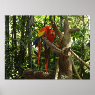 Guacamayo 7 Farben / Scarlet Macaw Poster