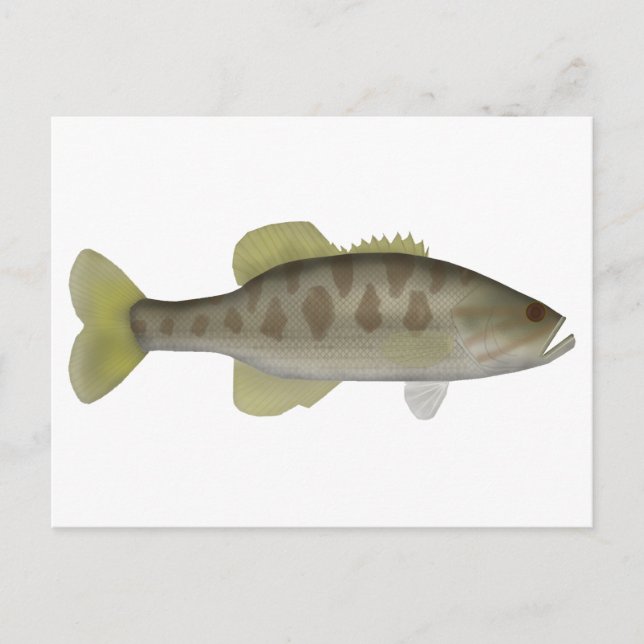 Guadalup Bass Postkarte (Vorderseite)