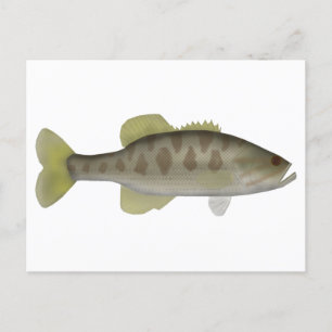 Guadalupe Bass Postkarte