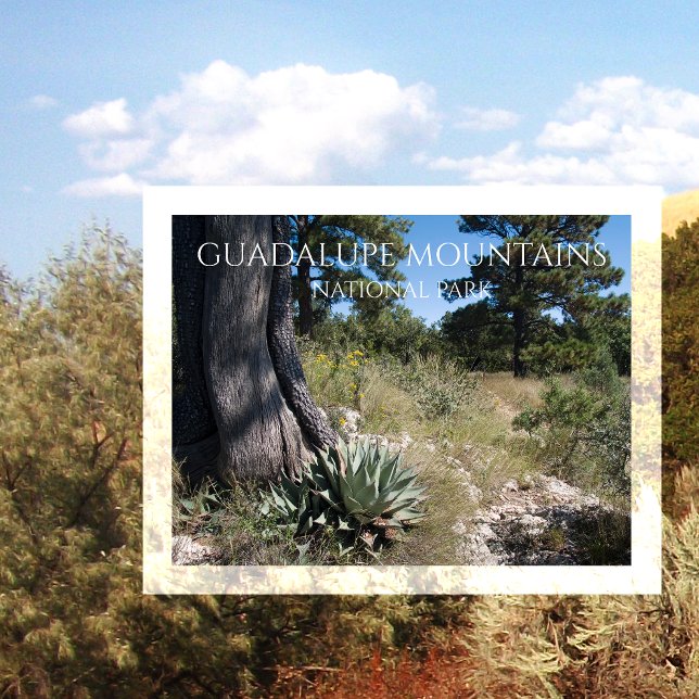Guadalupe Mountains Ridge Agave, Pine und Juniper Postkarte (Von Creator hochgeladen)