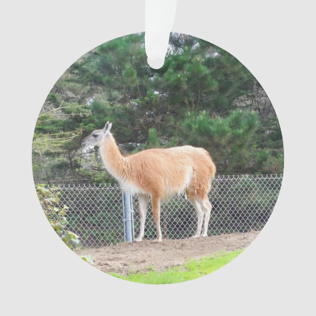 Guanaco #1 Ornament (Vorderseite)