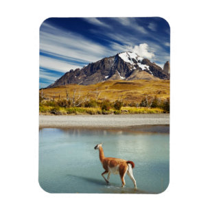 Guanaco, der den Fluss in Torres Del Paine kreuzt Magnet