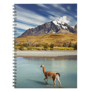 Guanaco, der den Fluss in Torres Del Paine kreuzt Notizblock