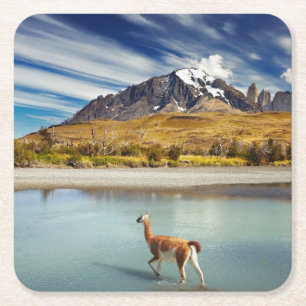 Guanaco, der den Fluss in Torres Del Paine kreuzt Rechteckiger Pappuntersetzer