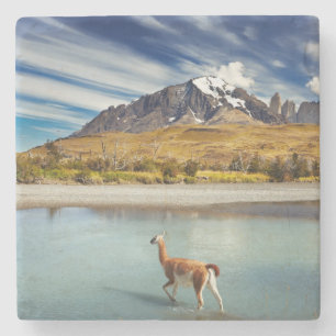 Guanaco, der den Fluss in Torres Del Paine kreuzt Steinuntersetzer