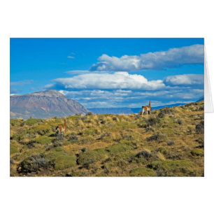 Guanaco-Land, Patagonien