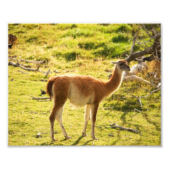 Guanaco Sonnenschein Fotodruck (Vorne)