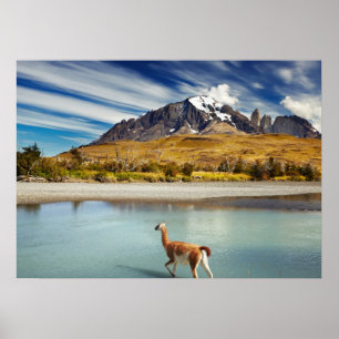 Guanaco überquert den Fluss in Torres del Paine Poster