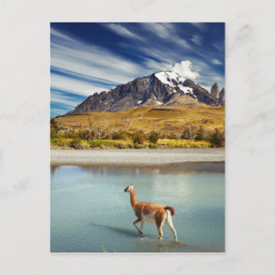 Guanaco überquert den Fluss in Torres del Paine Postkarte
