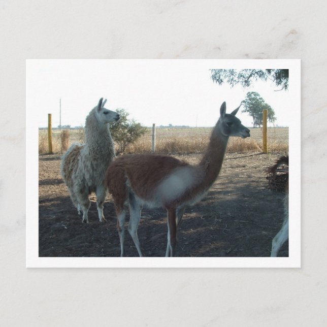 Guanaco und Lama Postkarte (Vorderseite)