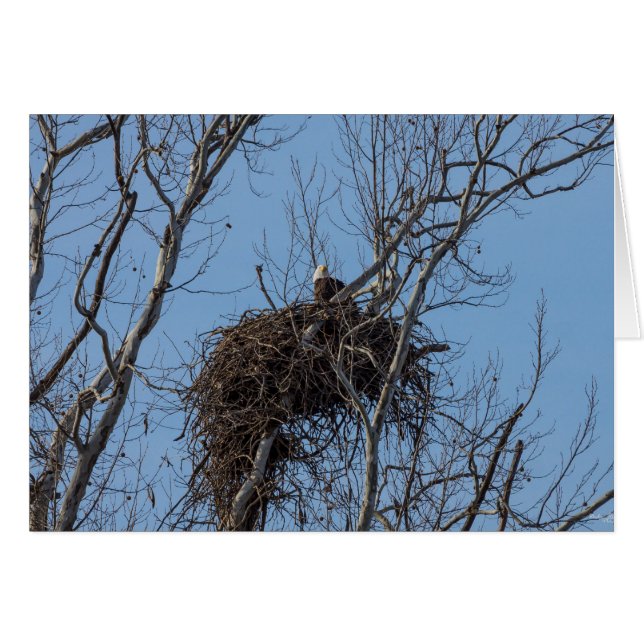Guarding Eagle (Vorderseite (Horizontal))