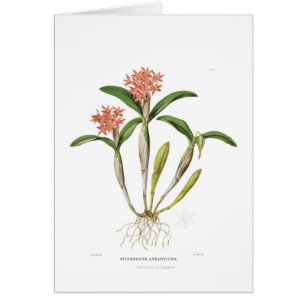 Guarianthe aurantiaca