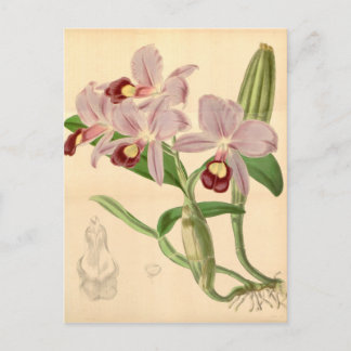 Guarianthe skinneri (als Cattleya skinneri) Postkarte