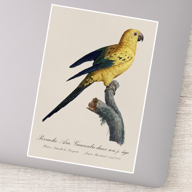 Guarouba dans söhns jüdisches Alter / Sonnenparake Aufkleber (Guarouba dans sons jeune age / Sun parakeet. Sticker)
