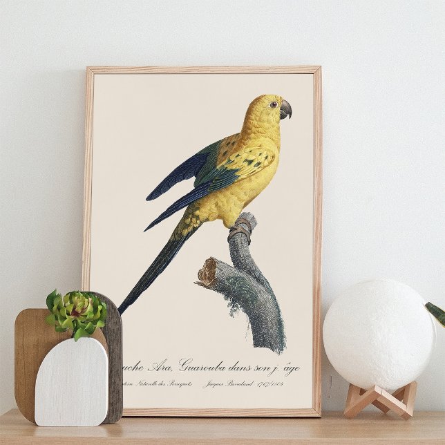 Guarouba dans söhns jüdisches Alter / Sonnenparake Fotodruck (Guarouba dans sons jeune age / Sun parakeet. Photo Print)