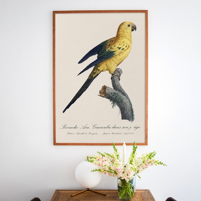 Guarouba dans söhns jüdisches Alter / Sonnenparake Poster (Guarouba dans sons jeune age / Sun parakeet. Poster)