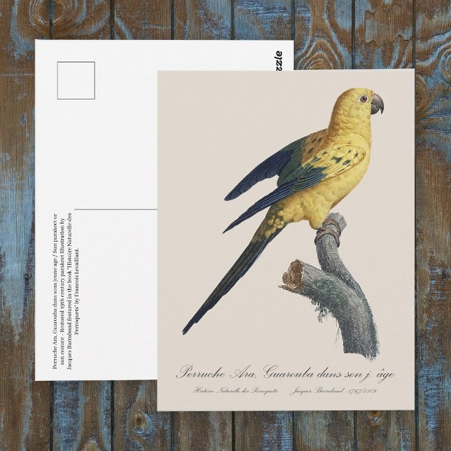 Guarouba dans söhns jüdisches Alter / Sonnenparake Postkarte (Guarouba dans sons jeune age / Sun parakeet. Postcard)