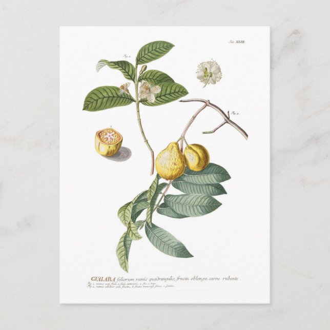 Guava Postkarte (Vorderseite)
