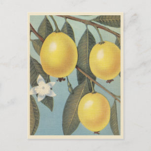 Guave Frucht Vintage Postkarte