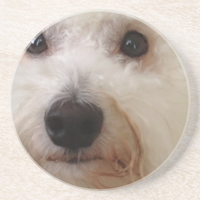 Gucci - ein Bichon Frise - Untersetzer (Vorne)