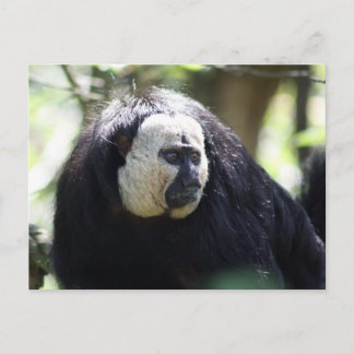 Guianan Saki Postkarte