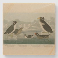Guillemot und Auks von Audubons Vögeln Amerikas