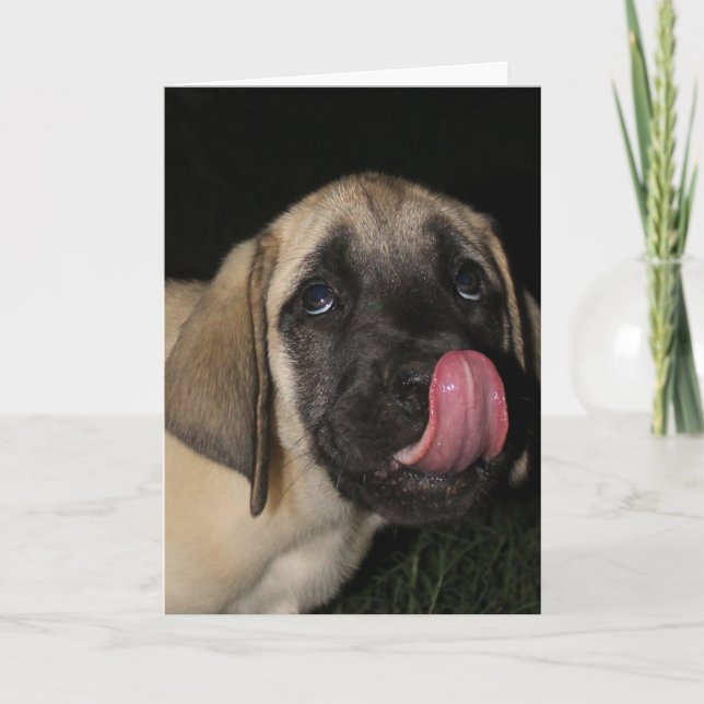 Guilty Mastiff Puppy Birthday Card Karte (Vorderseite)