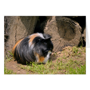 Guinea